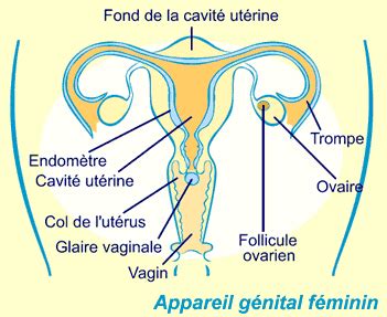 Sexe vaginal classique Putain Quiévrain
